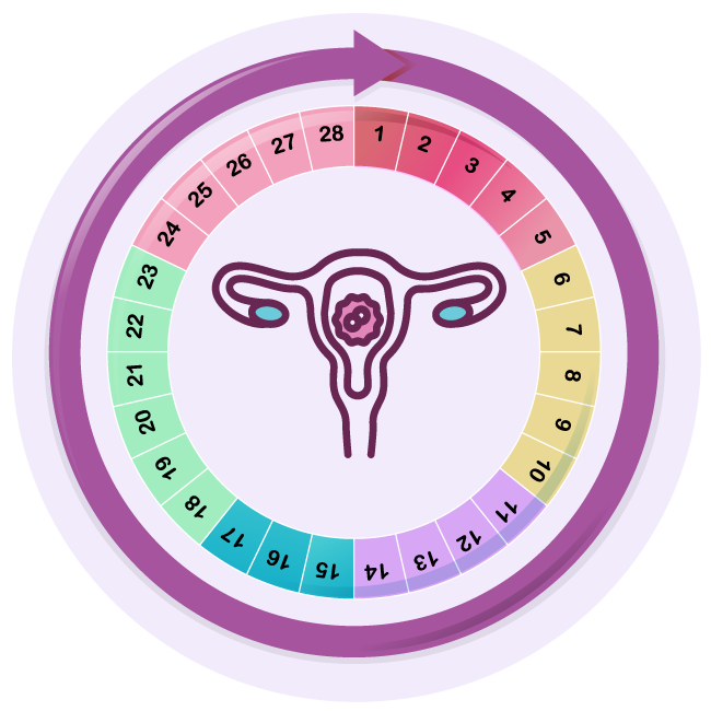 Fases del ciclo menstrual para conocer tu salud fértil.
